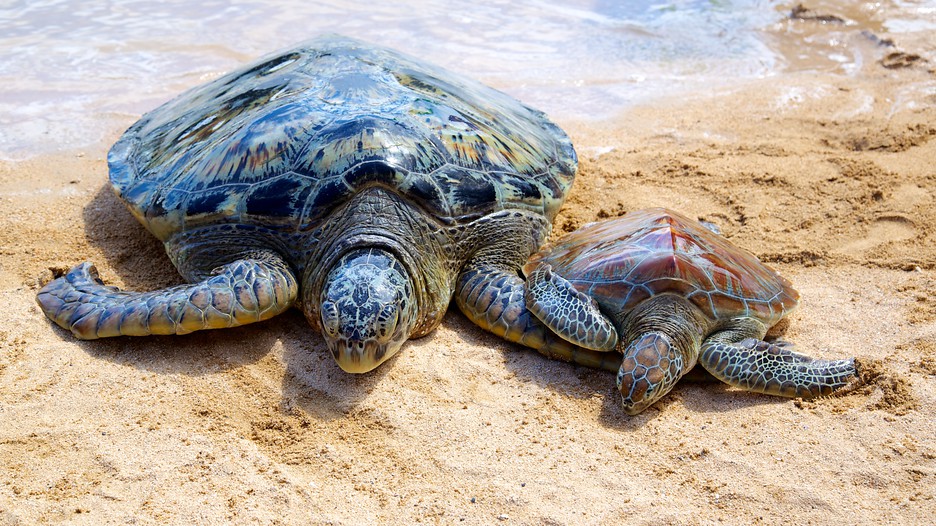 Turtle island package deals