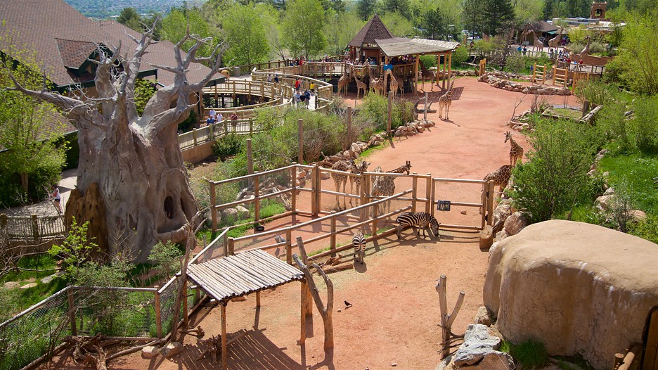 Cheyenne Mountain Zoo in Colorado Springs, Colorado