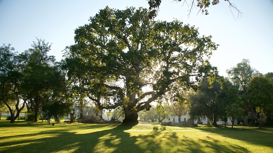 Spier Wine Estate Cape Town, Attraction