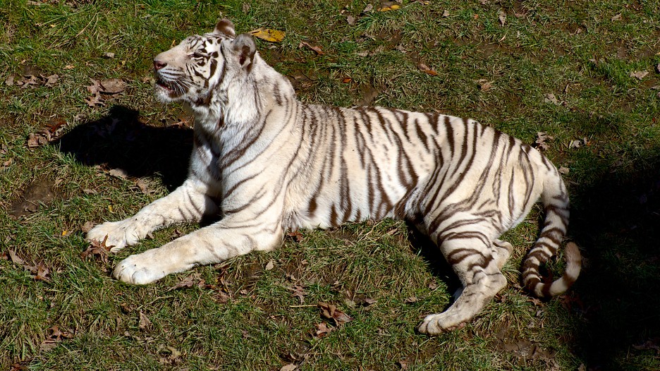 Cincinnati Zoo and Botanical Garden in Cincinnati, Ohio Expedia.ca