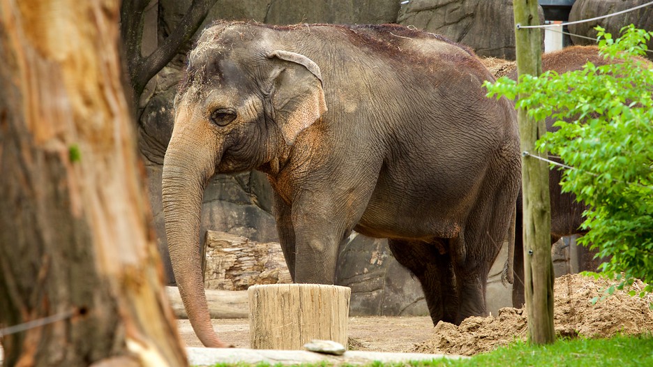 Cincinnati Zoo and Botanical Garden in Cincinnati, Ohio Expedia