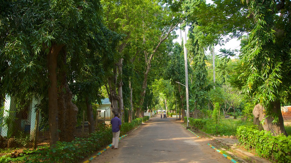 Botanical Gardens in Kolkata, Expedia