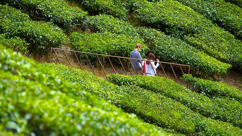 Cameron Highlands Vacation, Book your Cameron Highlands holiday package on
