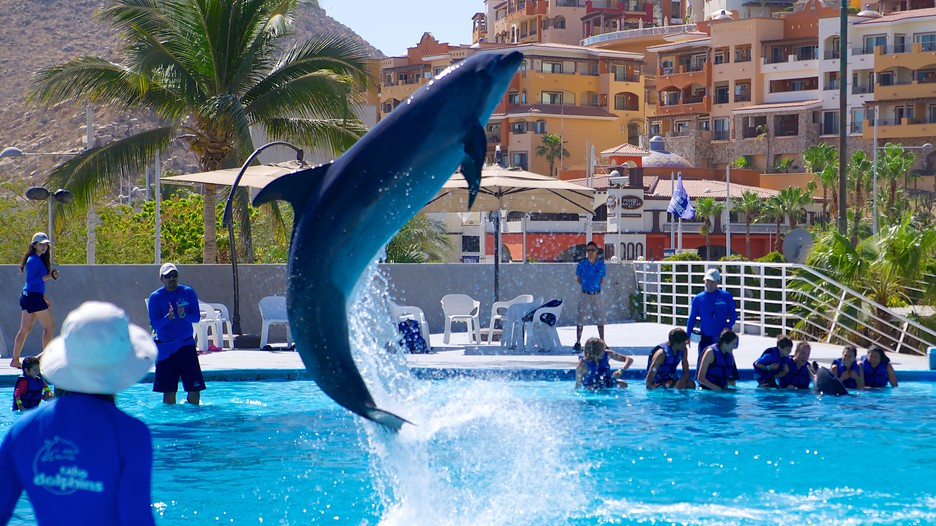 Car Rental Insurance In Los Cabos Car Rental Insurance In Los Cabos