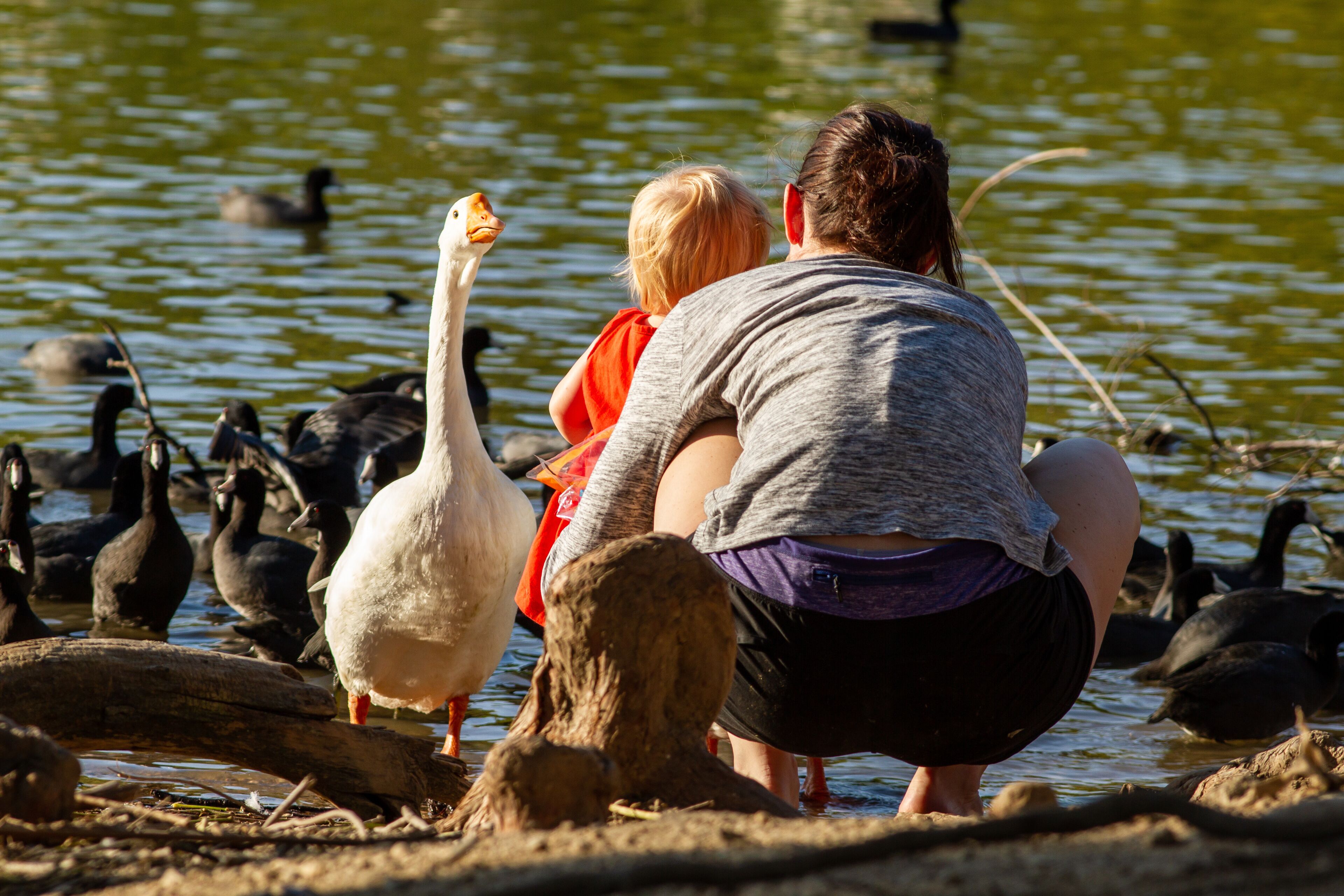 Un grupo de patos y gansos cerca de un cuerpo de agua, con una persona y un niño.