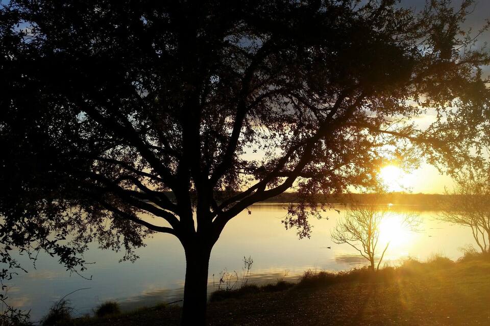 A tree silhouetted against a sunset over a calm lake.