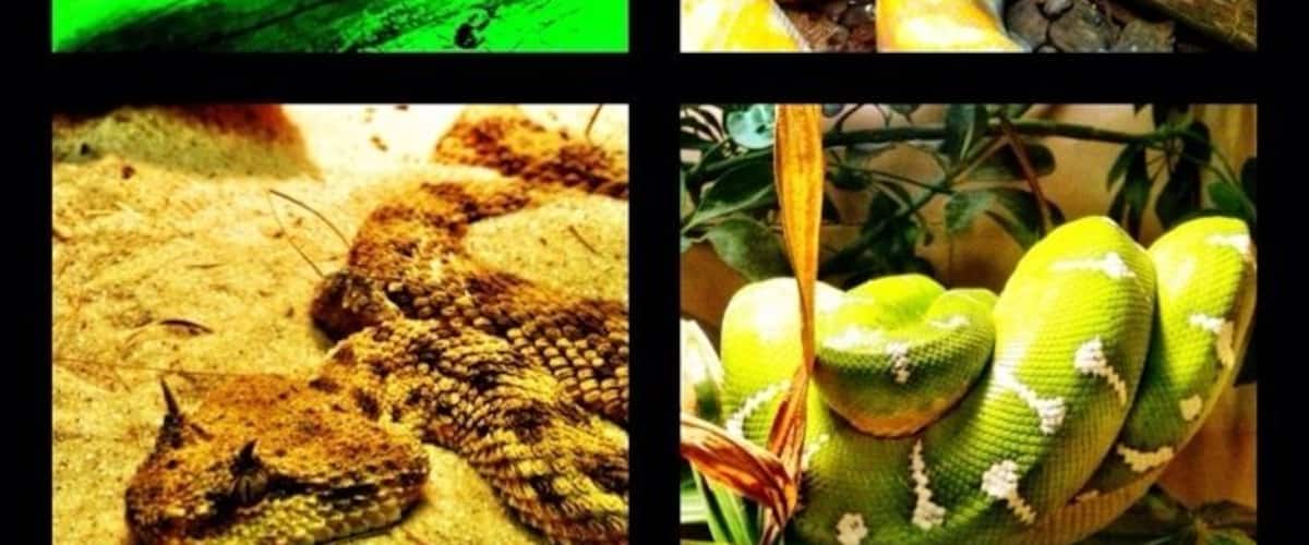 The reptile house is fascinating.