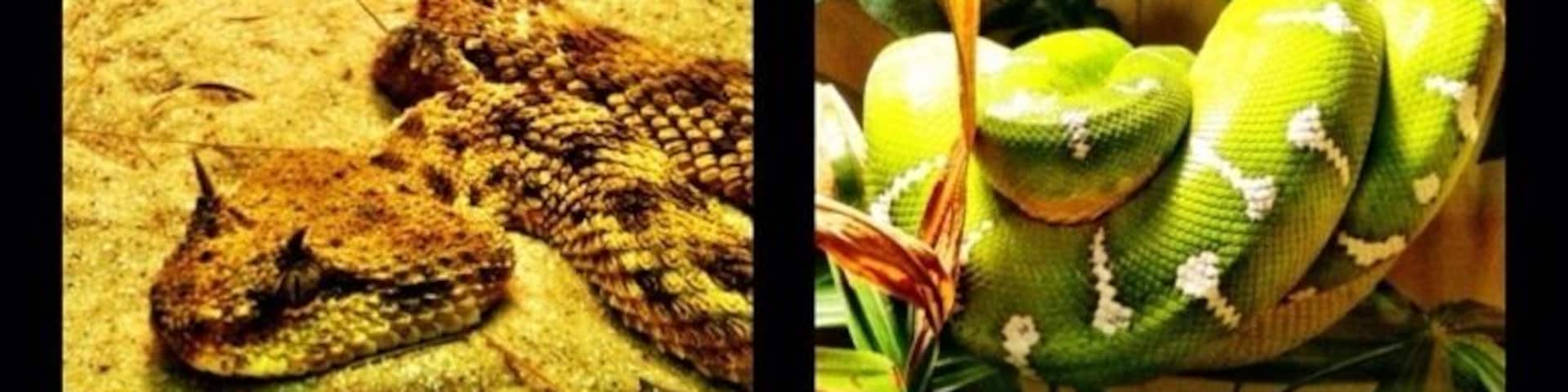 The reptile house is fascinating.