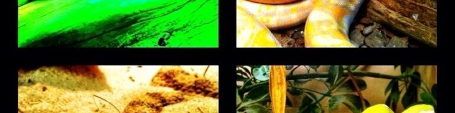 The reptile house is fascinating.