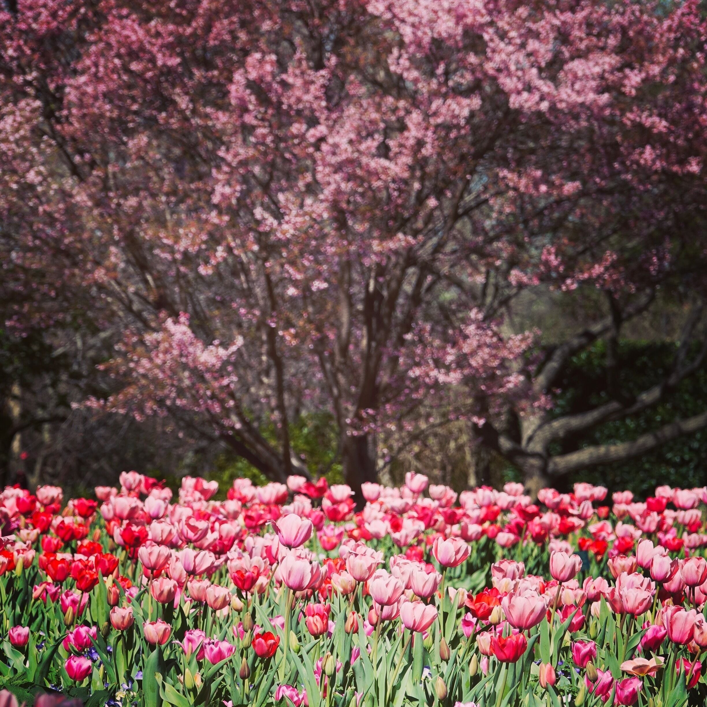 Tulips in the spring abound at the Dallas Arboretum.  #dallas #flowers #springfun #tulips #texas