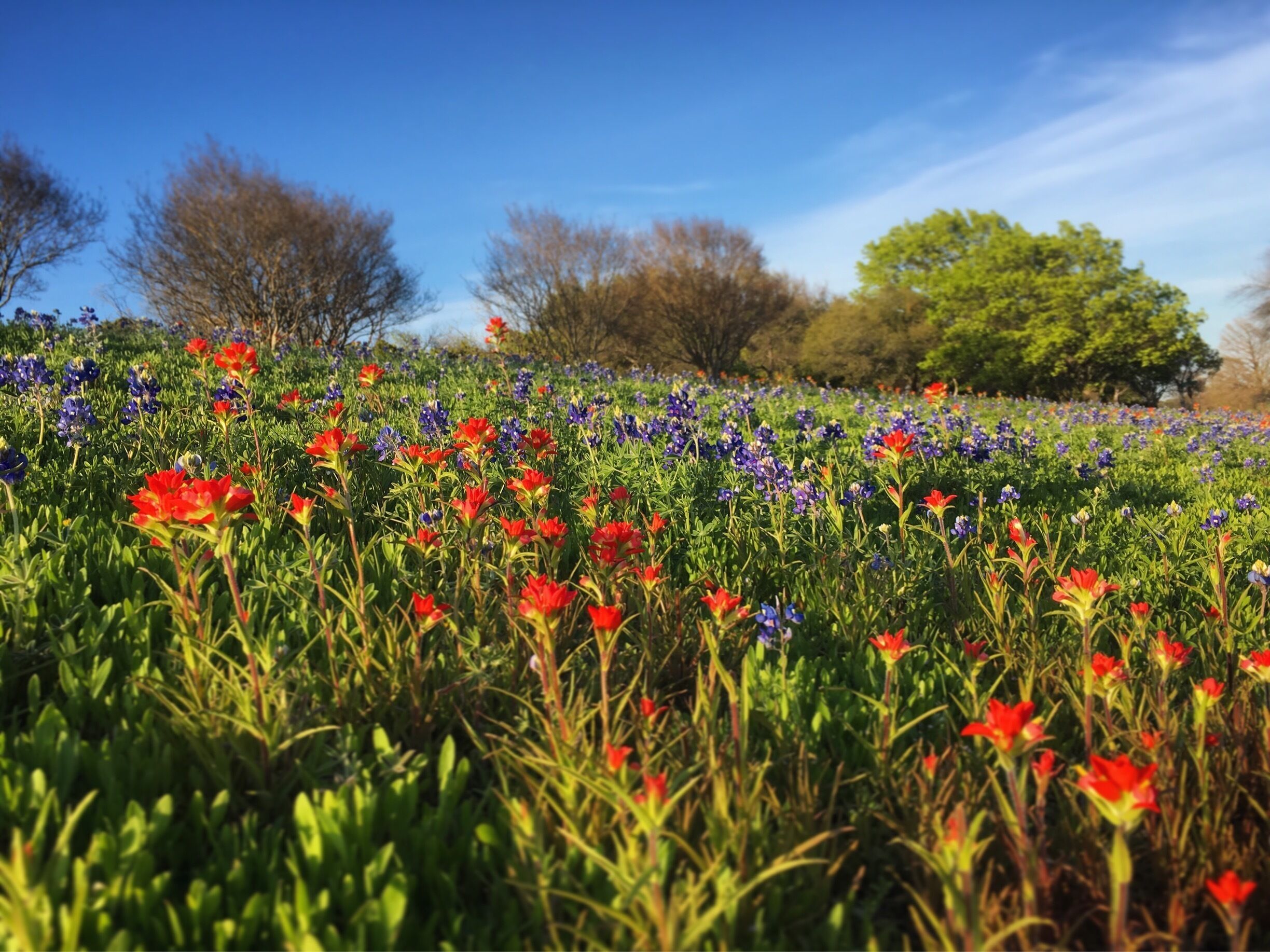 Beautiful flowers in Dallas! March 2016