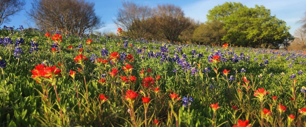 Beautiful flowers in Dallas! March 2016
