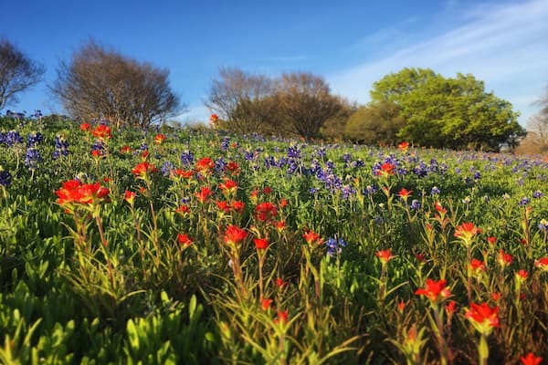 Ein Feld mit roten und blauen Blumen, im Hintergrund Bäume.