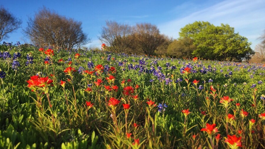 Beautiful flowers in Dallas! March 2016