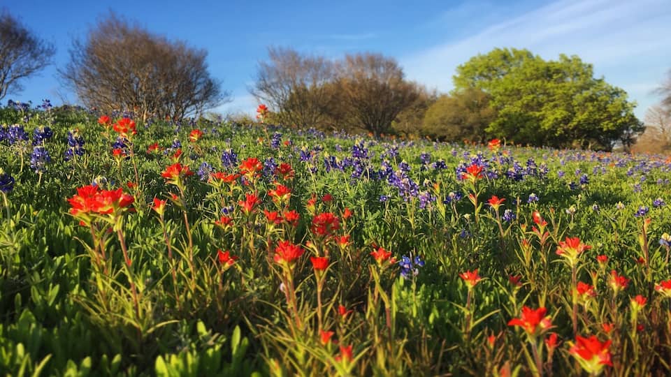 Beautiful flowers in Dallas! March 2016