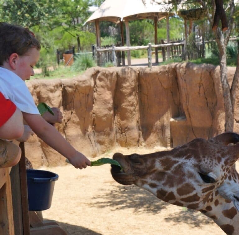 Feed the giraffes at the Dallas Zoo!