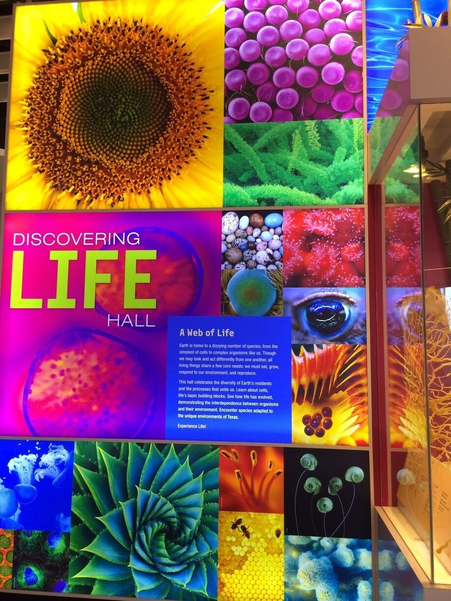 The second floor of the Perot Museum that had exhibits on engineering , robotics, music, life and genetics etc!  
#colorful