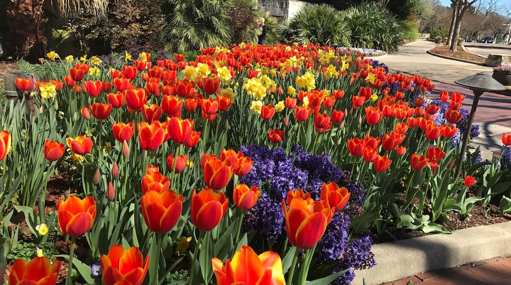 Tulips! #tulips #dallasarboretum #dallas #spring #texas