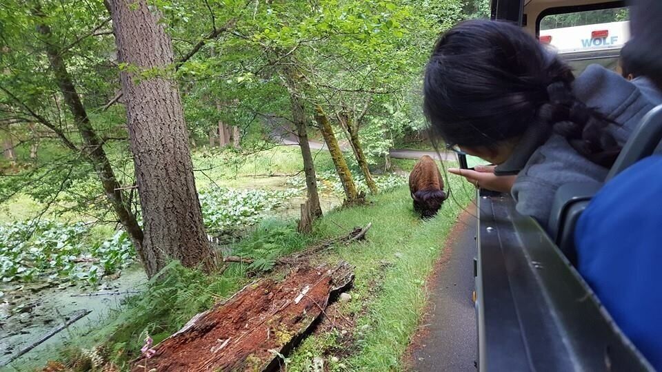 Wild animal within reach.