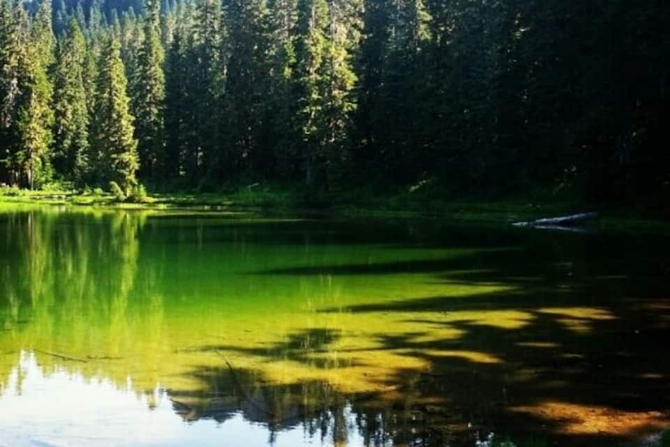 A calm lake surrounded by dense forest and mountains.
