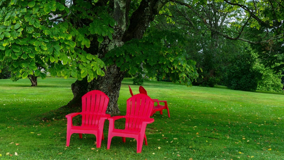 A tree with green leaves, two red Adirondack chairs, and a grassy lawn.
