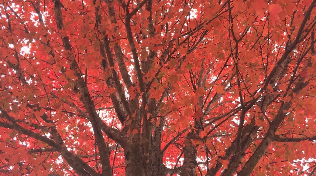 Thanksgiving with the family in GA. Fire red trees and crowder peas.
