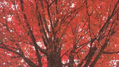 Thanksgiving with the family in GA. Fire red trees and crowder peas.