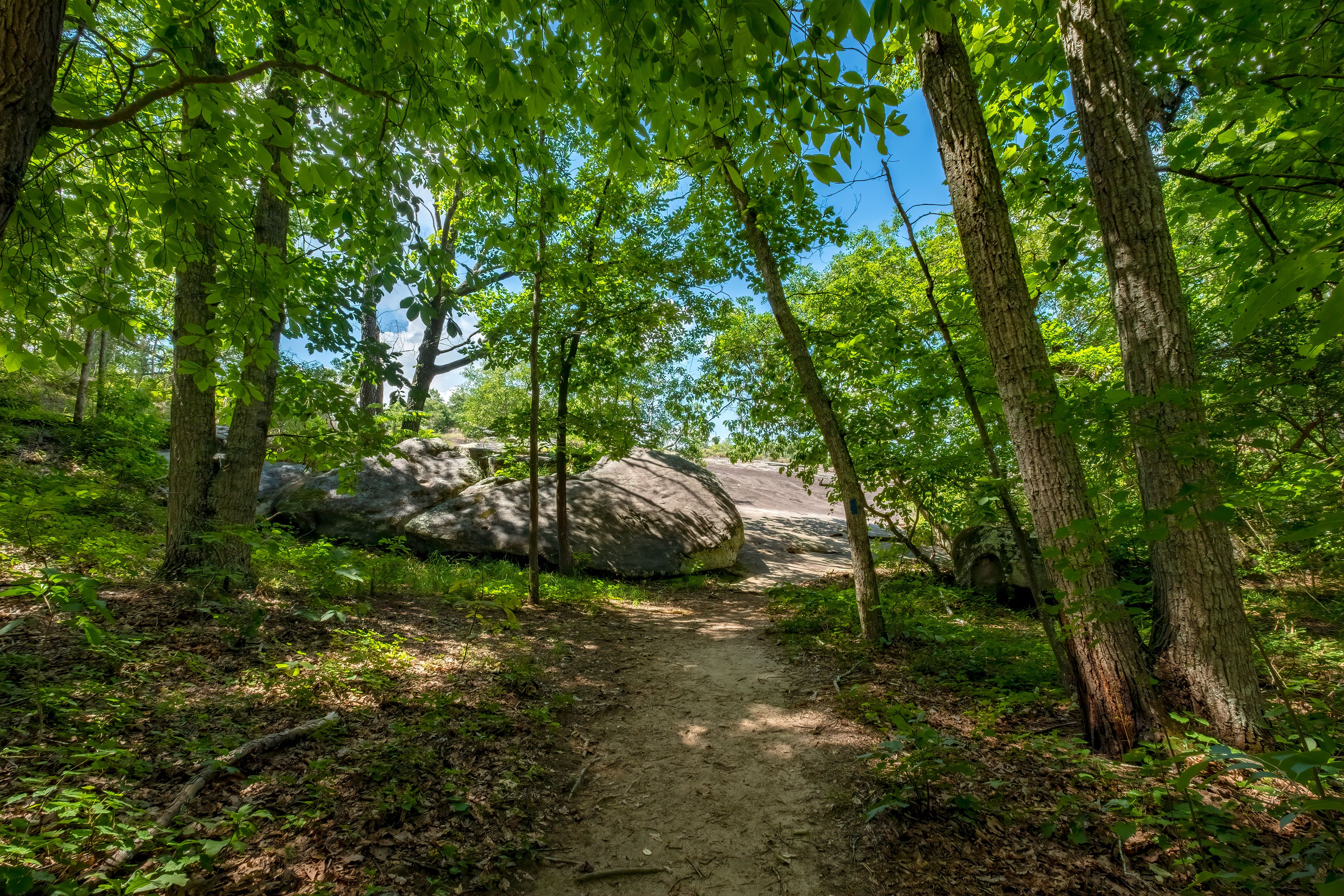 A forested area with a dirt path leading through trees and large rocks.