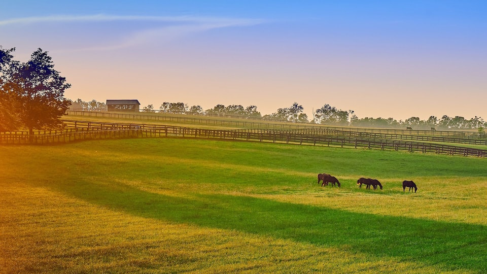A grassy field with a wooden fence, a barn, and trees in the background.