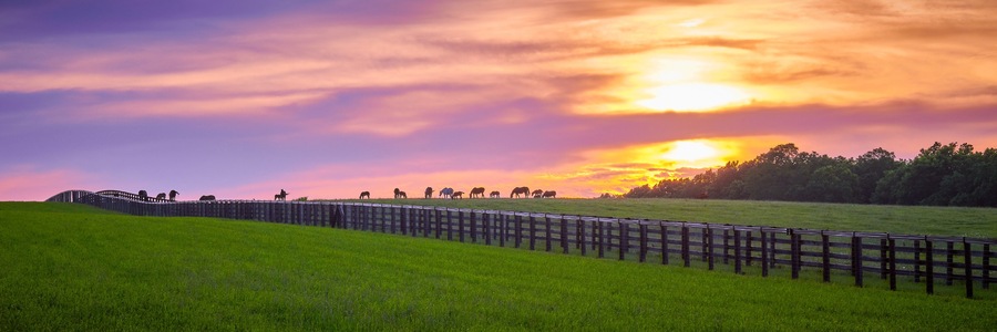 Thoroughbred Horses Grazing at Sunset