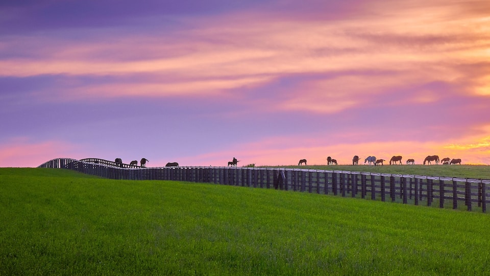 A sunset over a grassy field with a wooden fence and trees in the background.