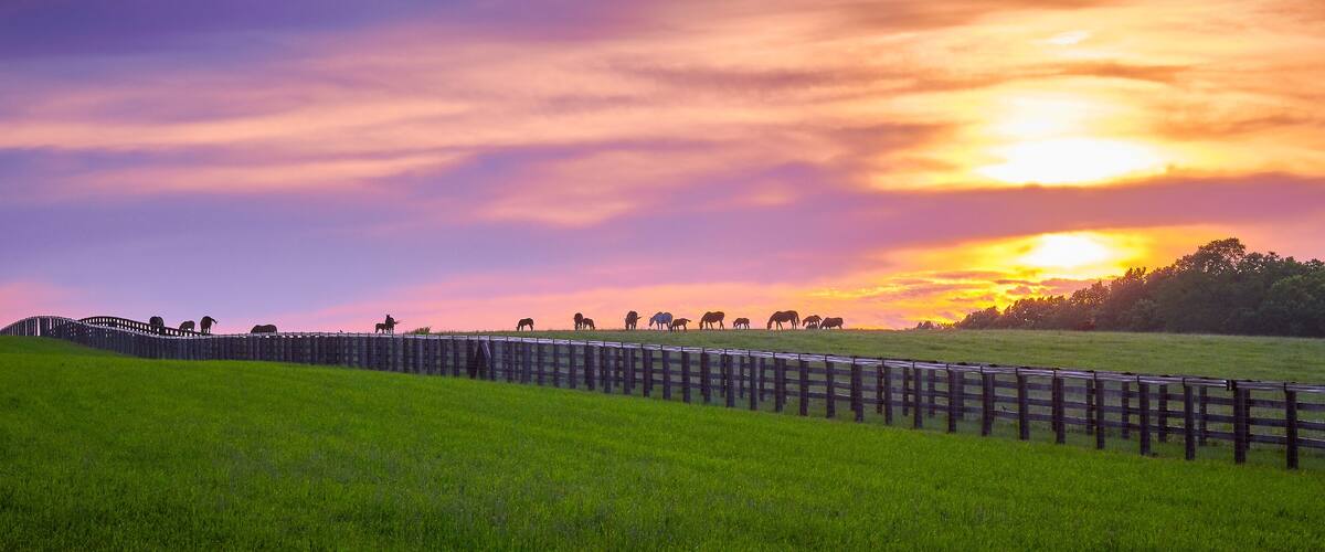 Thoroughbred Horses Grazing at Sunset