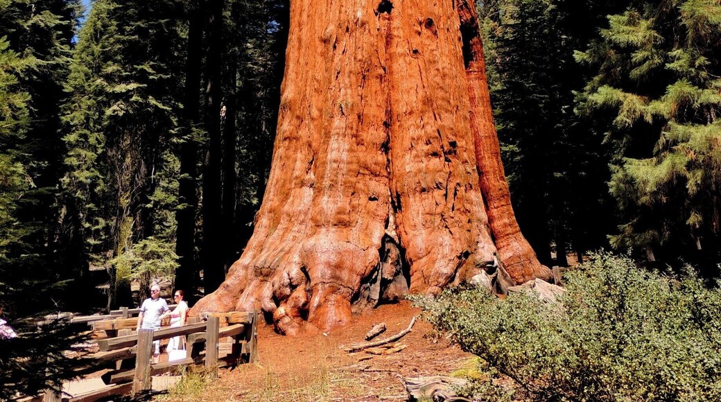 The largest living creature on earth, the General Sherman tree, is close to 2,200 years old. Imagine; the tree was a mere seedling when King Solomn built his temple in Jerusalem, a sapling when Christ was born.
The General generates enough wood each year to produce a 60-foot tall tree of average size.
Dozens of giant sequoia are neighbors to the General; the half-mile downhill trail into the Giant Forest offers access to the General and all the beautiful and hardy creatures. Just be aware returning to the parking lot requires a gentle, uphill walk. It was certainly worth the trip.
Check out our hike via my blog at http://www.aplacecalledroam.com/home/sequoia-national-park-a-place-where-giants-dwell.