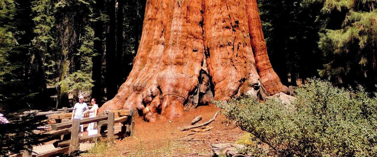 The largest living creature on earth, the General Sherman tree, is close to 2,200 years old. Imagine; the tree was a mere seedling when King Solomn built his temple in Jerusalem, a sapling when Christ was born.
The General generates enough wood each year to produce a 60-foot tall tree of average size.
Dozens of giant sequoia are neighbors to the General; the half-mile downhill trail into the Giant Forest offers access to the General and all the beautiful and hardy creatures. Just be aware returning to the parking lot requires a gentle, uphill walk. It was certainly worth the trip.
Check out our hike via my blog at http://www.aplacecalledroam.com/home/sequoia-national-park-a-place-where-giants-dwell.
