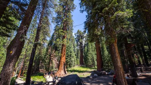 Sequoia National Park