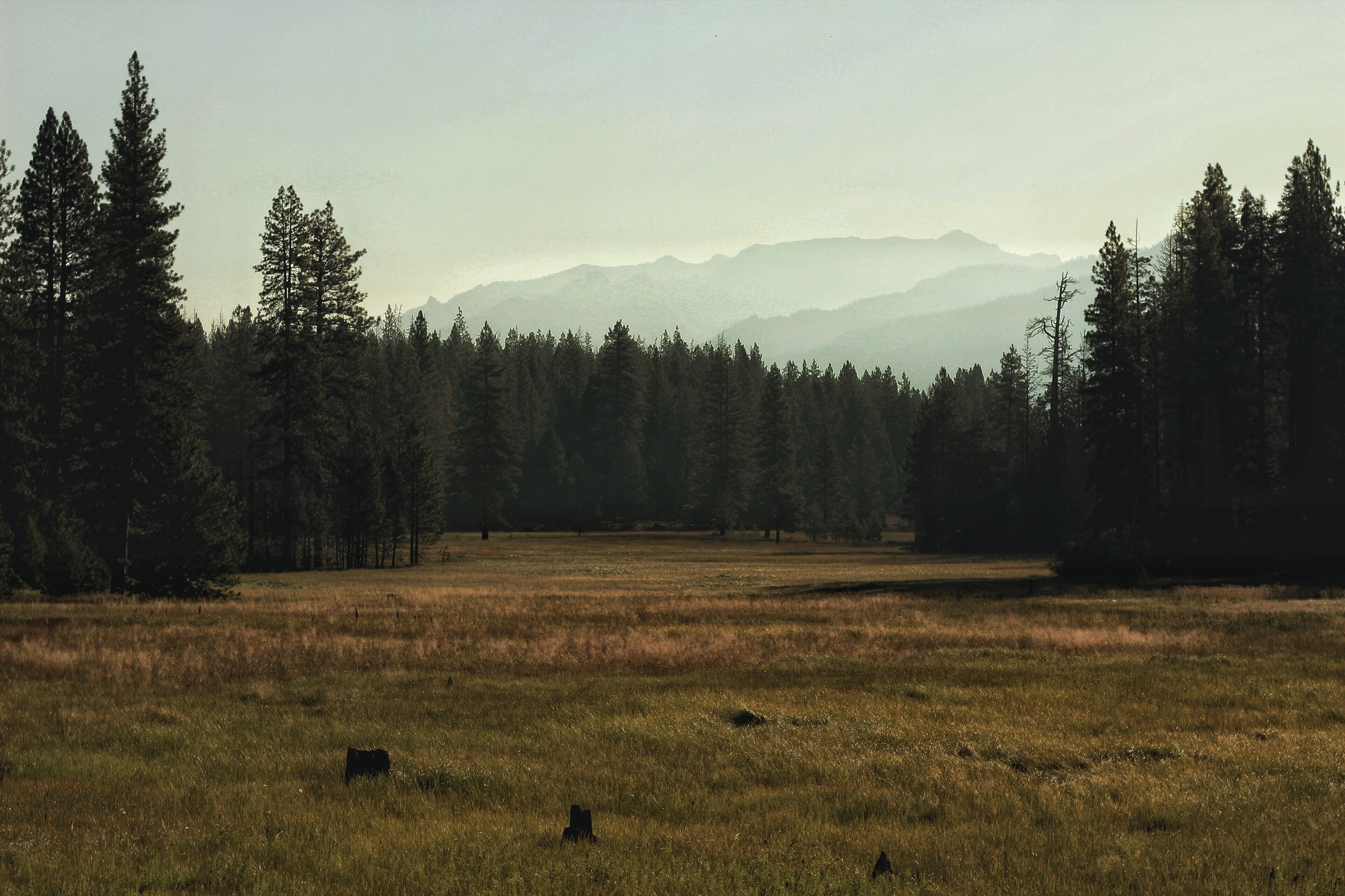 More from the meadow #adventure