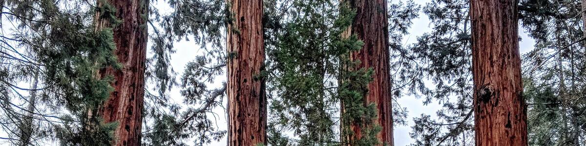 "Honey I Shrunk the RV".....
_____________
If you think you have seen large trees before, you haven't seen anything yet. The sequoia is the largest and oldest tree in the world and walking amongst these giants made me feel like I was on the set of Jurassic Park. If you are making the trip to Yosemite, save another day or two for this amazing National Park which along with Kings Canyon are two great destination's, enjoy!
#Culture
