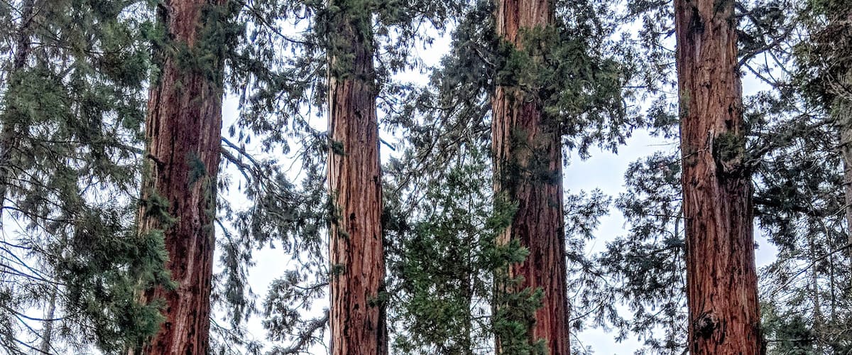 "Honey I Shrunk the RV".....
_____________
If you think you have seen large trees before, you haven't seen anything yet. The sequoia is the largest and oldest tree in the world and walking amongst these giants made me feel like I was on the set of Jurassic Park. If you are making the trip to Yosemite, save another day or two for this amazing National Park which along with Kings Canyon are two great destination's, enjoy!
#Culture