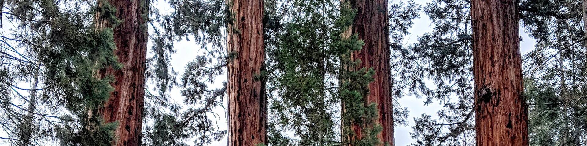 "Honey I Shrunk the RV".....
_____________
If you think you have seen large trees before, you haven't seen anything yet. The sequoia is the largest and oldest tree in the world and walking amongst these giants made me feel like I was on the set of Jurassic Park. If you are making the trip to Yosemite, save another day or two for this amazing National Park which along with Kings Canyon are two great destination's, enjoy!
#Culture