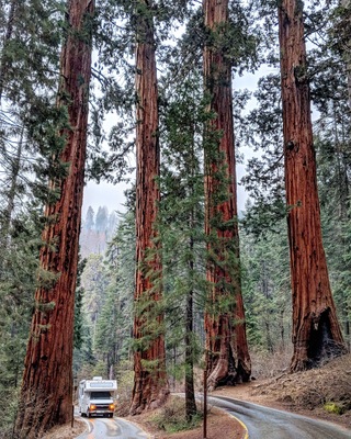 "Honey I Shrunk the RV".....
_____________
If you think you have seen large trees before, you haven't seen anything yet. The sequoia is the largest and oldest tree in the world and walking amongst these giants made me feel like I was on the set of Jurassic Park. If you are making the trip to Yosemite, save another day or two for this amazing National Park which along with Kings Canyon are two great destination's, enjoy!
#Culture