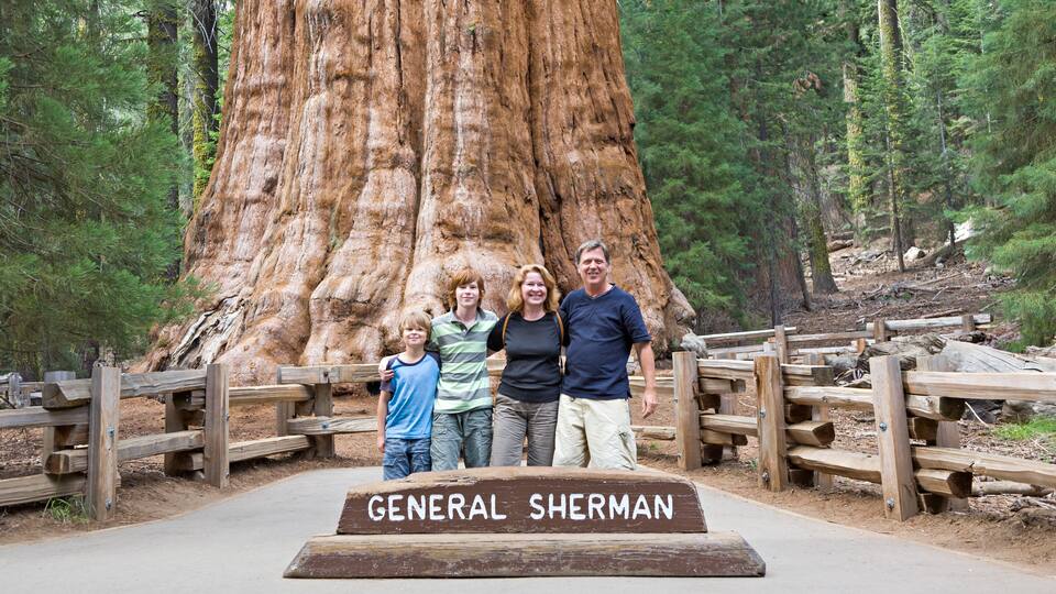 A large redwood tree, a wooden fence, and a sign that reads 'General Sherman.'