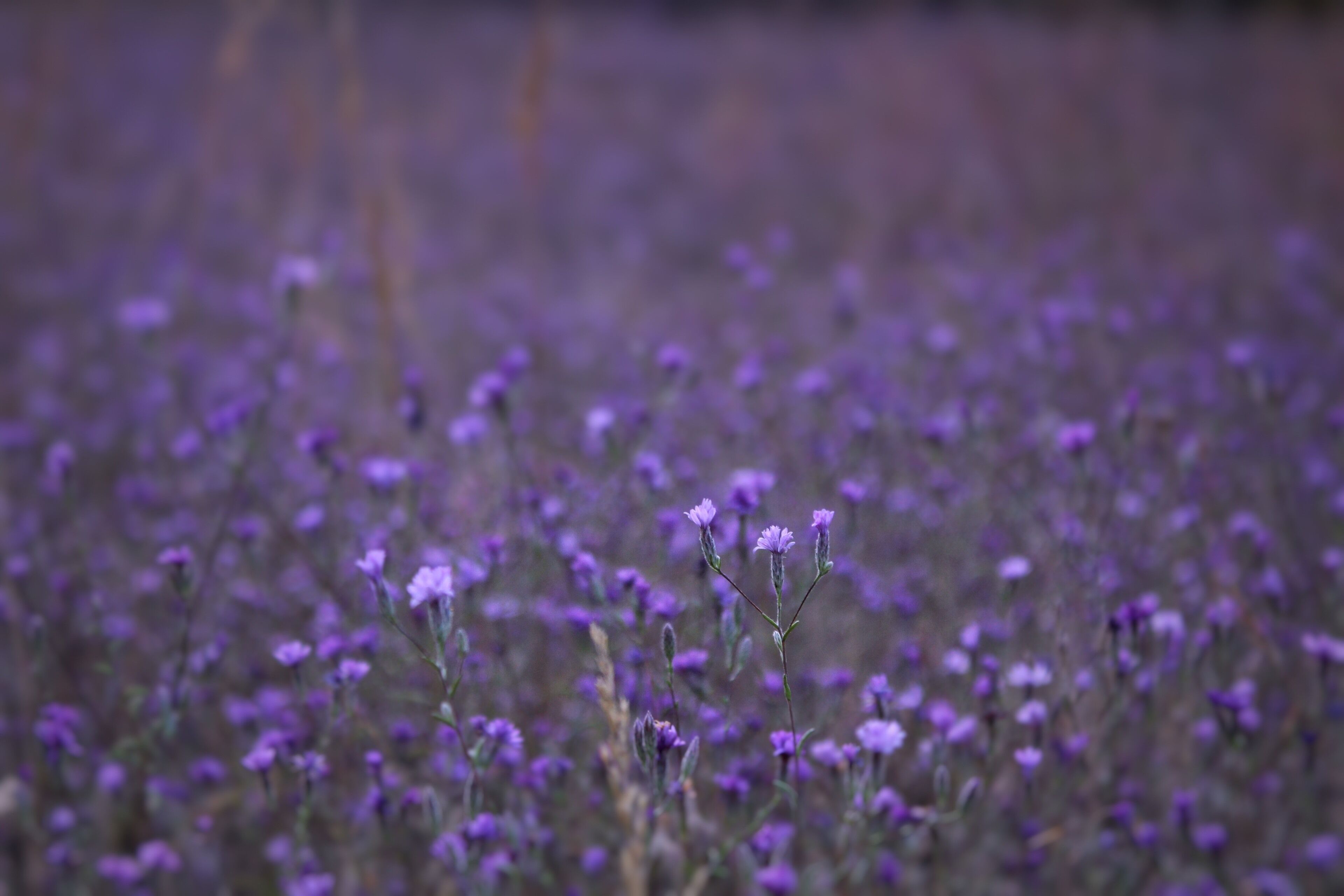 Wildflowers are so gorgeous #adventure