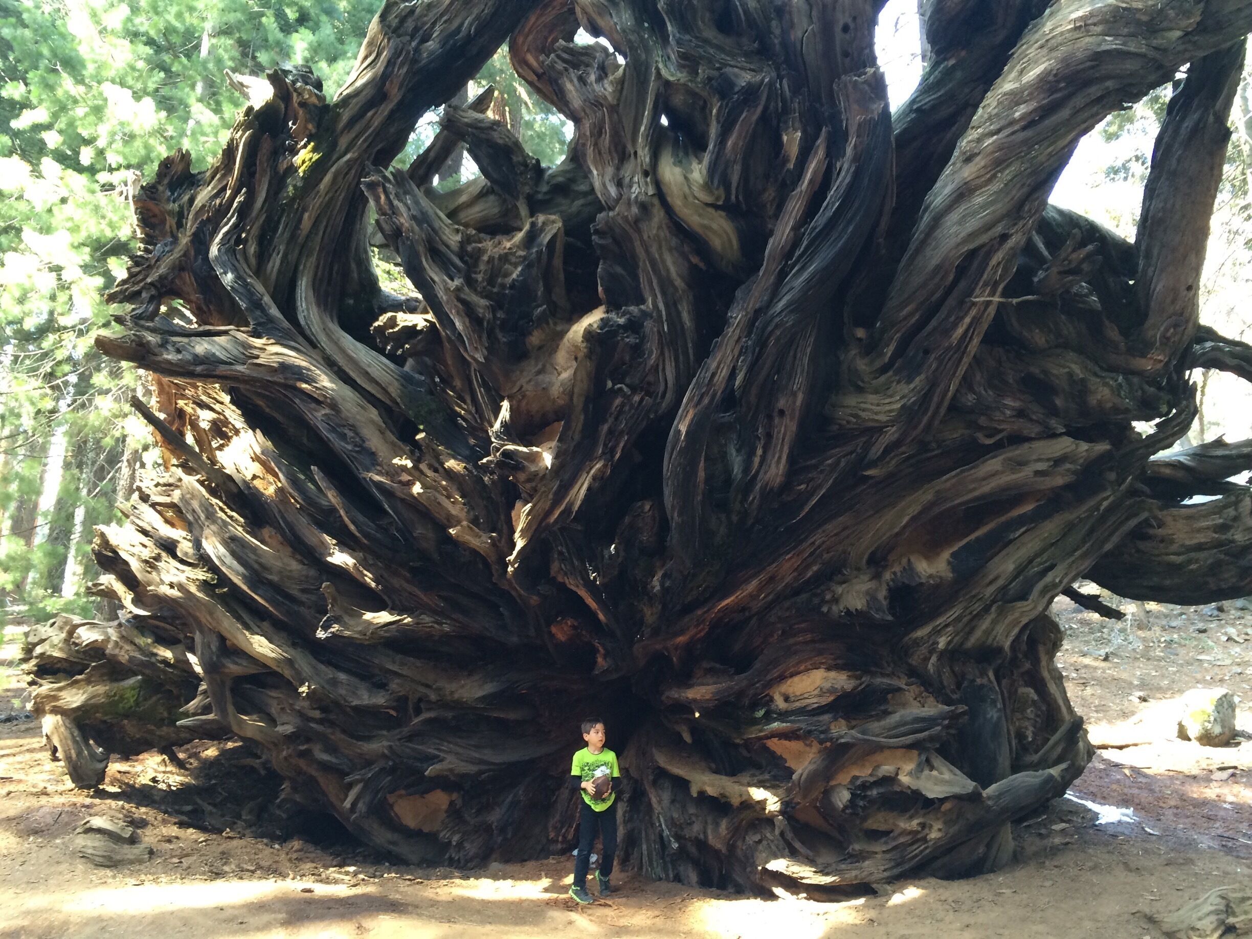 The shallow roots of a toppled giant sequoia. My son for scale. 

#NationalPark
