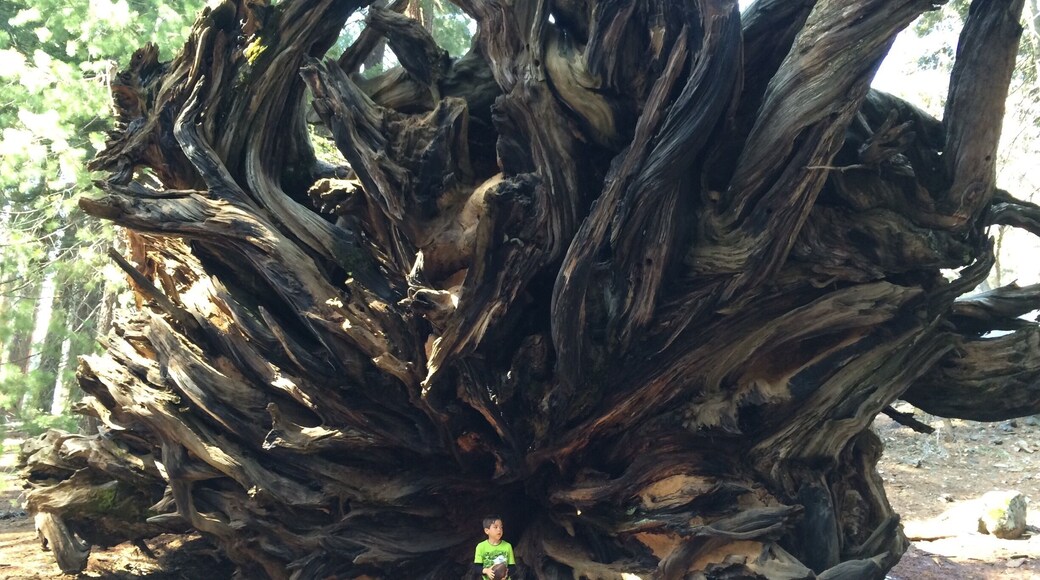 The shallow roots of a toppled giant sequoia. My son for scale.
#NationalPark