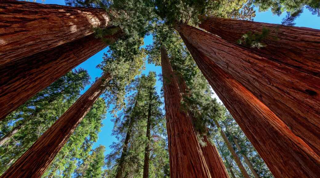 Giant sequoia trees in Sequoia National Park, California