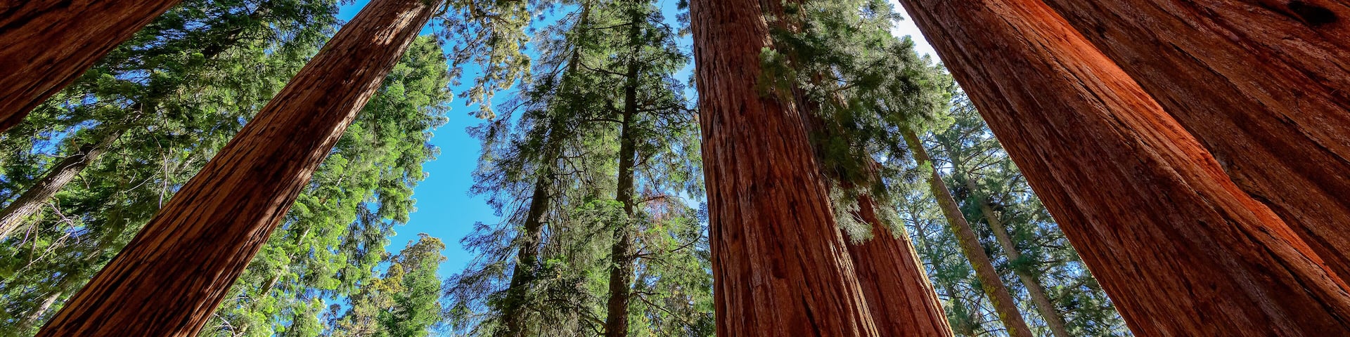 Giant sequoia trees in Sequoia National Park, California