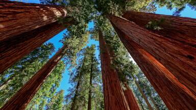 Giant sequoia trees in Sequoia National Park, California
