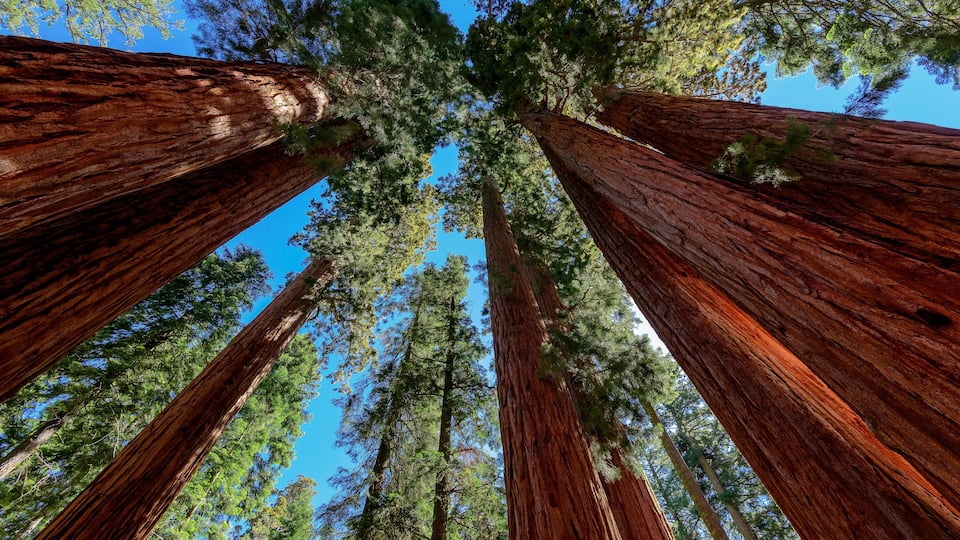 Tall redwood trees with a clear blue sky.