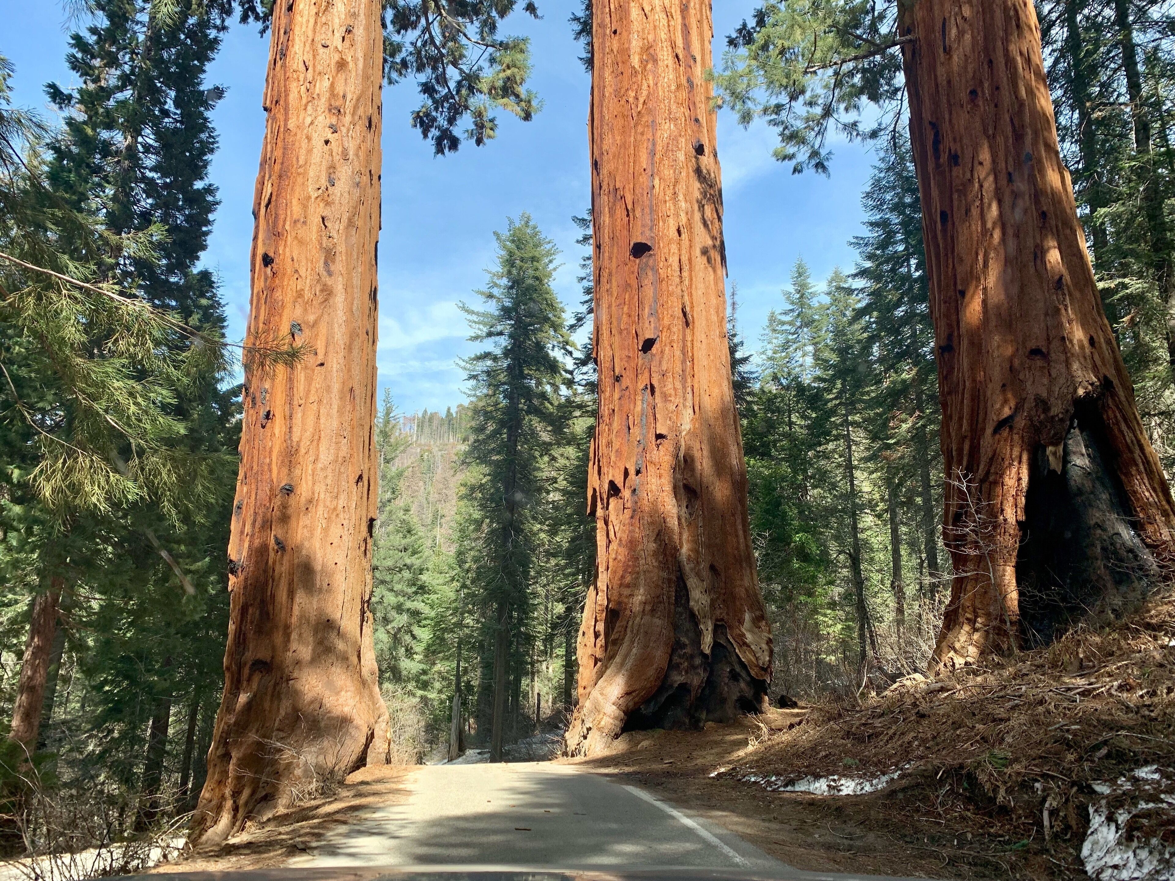 A forest road flanked by tall redwood trees.