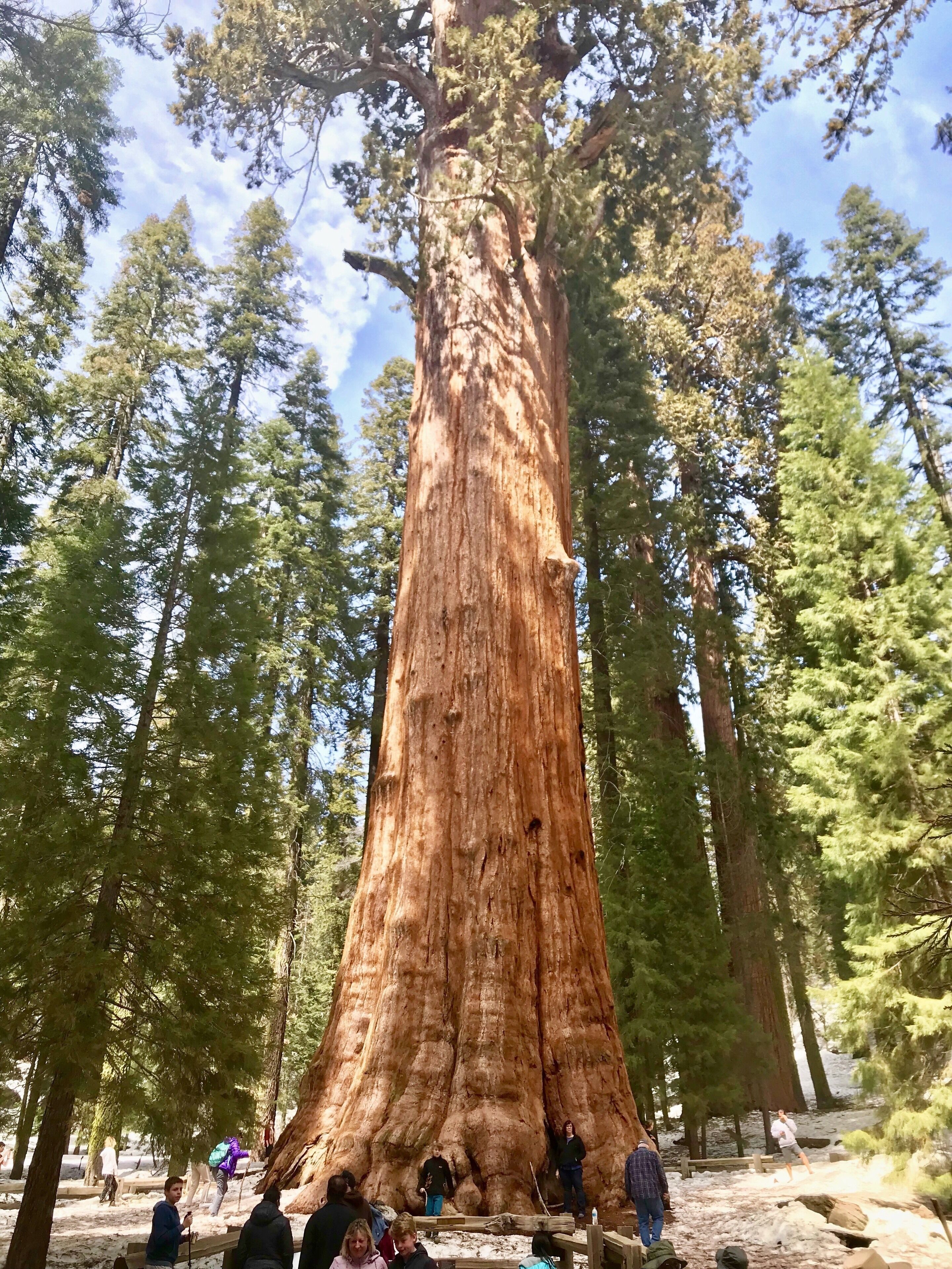 A large redwood tree surrounded by other trees and people.